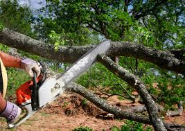 Best Tree Trimming and Pruning  in Lynchburg, TN