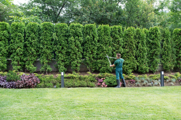 Best Organic Lawn Care Solutions  in Lynchburg, TN