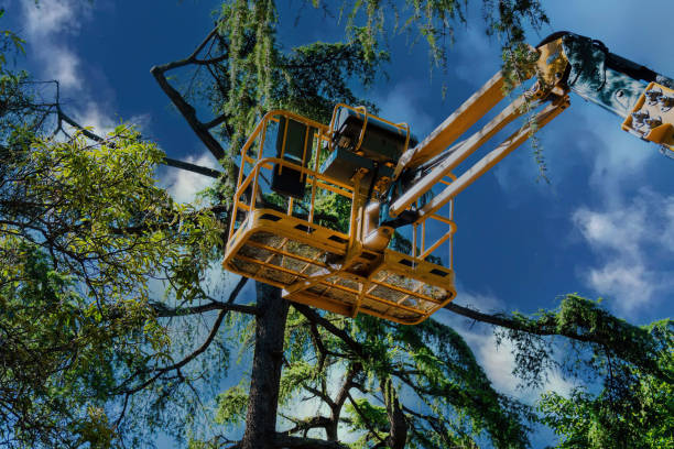 How Our Tree Care Process Works  in  Lynchburg, TN