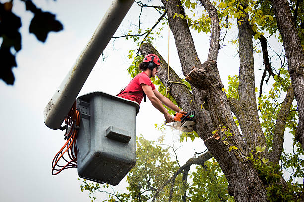Lynchburg, TN Tree Removal Company