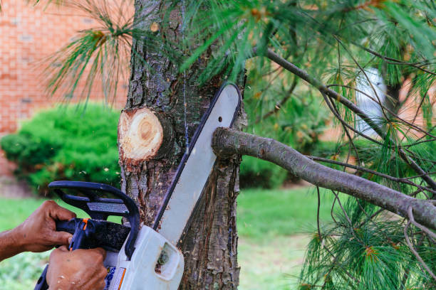 Best Arborist Consultation Services  in Lynchburg, TN